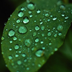 Rain Drops Live Wallpaper